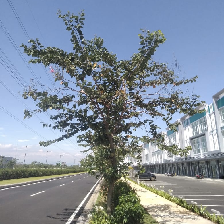 Pohon Kupu-kupu